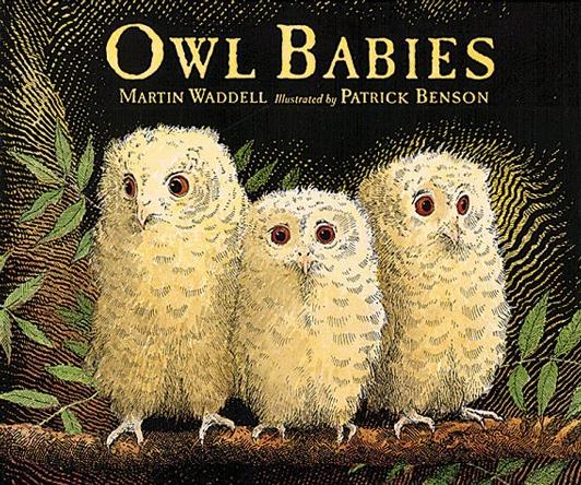 猫头鹰宝宝
